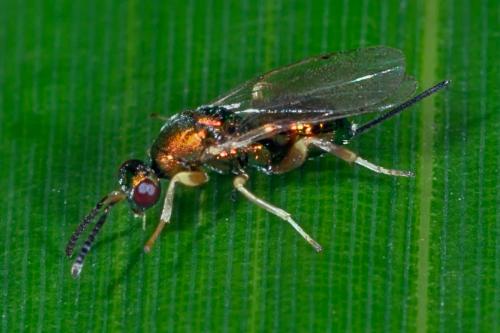 Torymus sp.