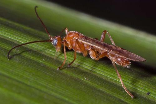 Réf. 132 785 : Aleiodes sp.
