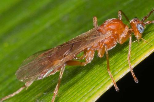 Réf. 132 786 : Aleiodes sp.