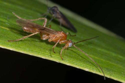 Réf. 132 765 : Aleiodes sp.