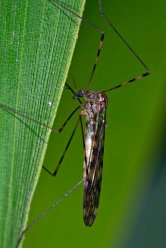 Réf. 132 331 : Limonia nubeculosa