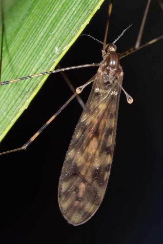 Réf. 132 330 : Limonia nubeculosa