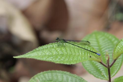 Coenagriocnemis insulare