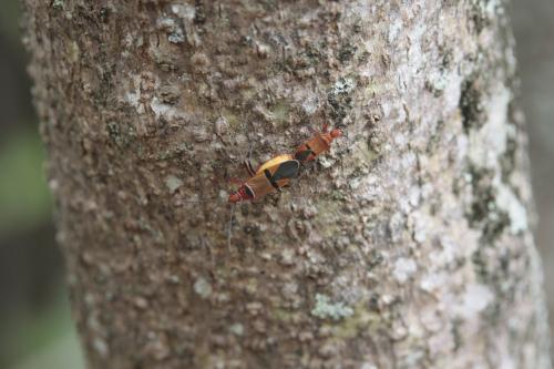 Dysdercus fasciatus