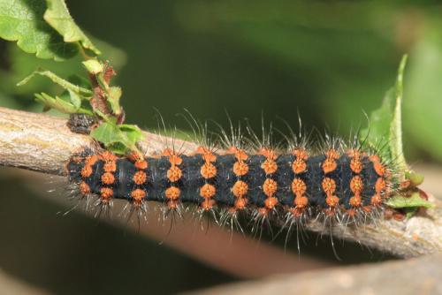 Saturnia pyri
