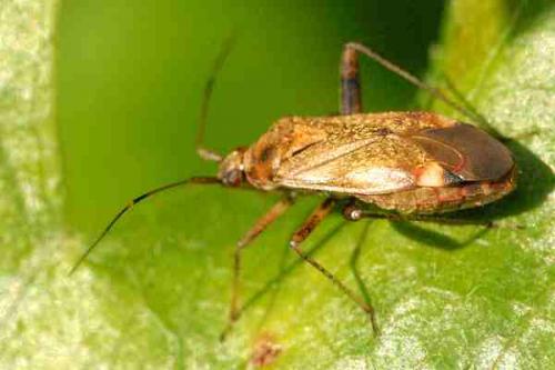 Closterotomus fulvomaculatus