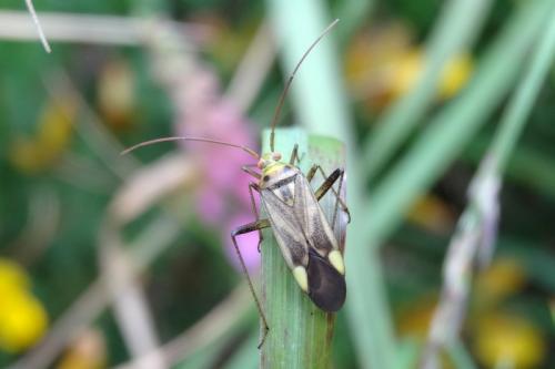 Adelphocoris sp.