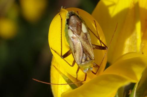 Réf. 132 636 : Adelphocoris lineolatus