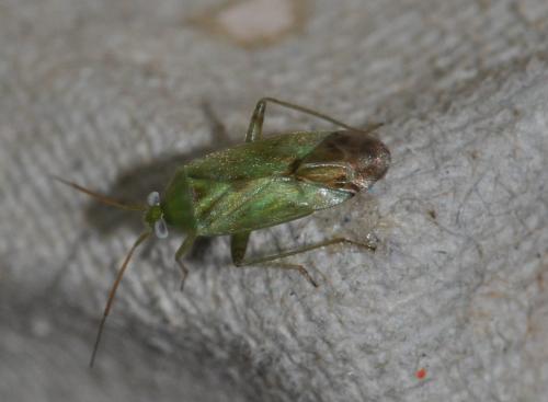 Réf. 132 084 : Taylorilygus apicalis