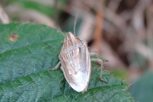 Aelia acuminata