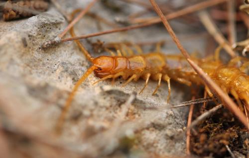 Réf. 132 441 : Eupolybothrus litoralis