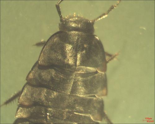 Silpha sp.