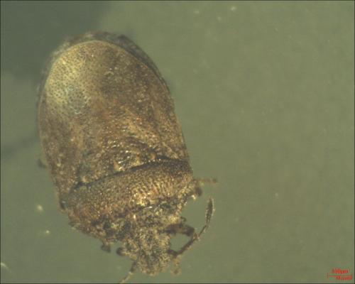 Réf. 132 225 : Podops inunctus