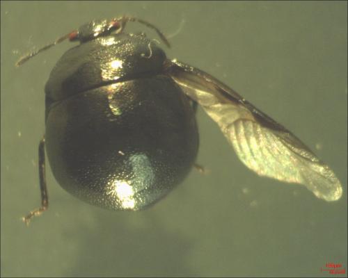 Coptosoma scutellatum