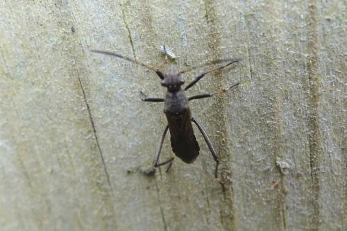 Réf. 132 428 : Alydus calcaratus