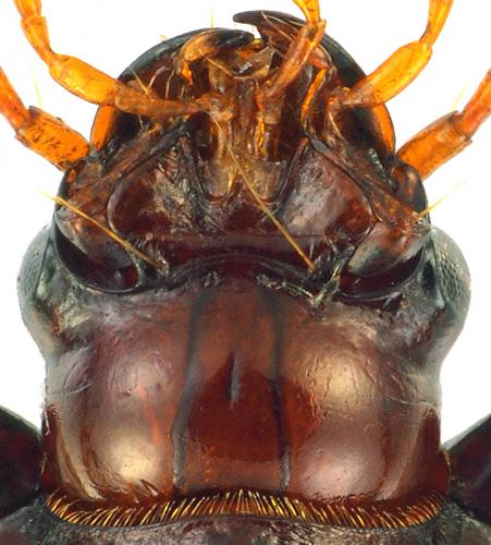 Amara brunnea
