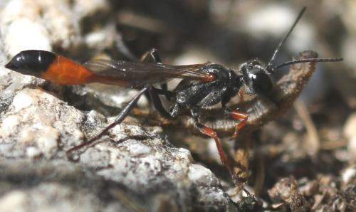 Ammophila heydeni