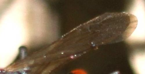 Ammophila heydeni