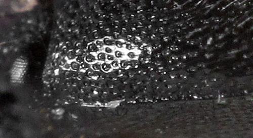 Ampedus rufipennis