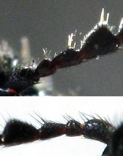 Ampedus rufipennis