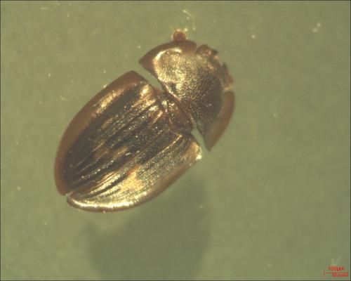 Amphotis marginata