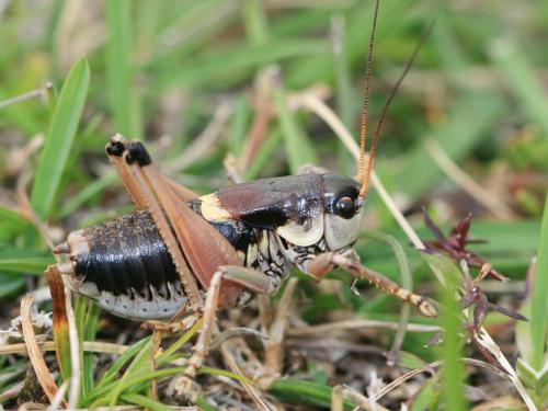 Anonconotus ghiliani