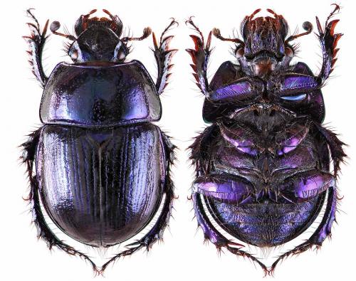Anoplotrupes stercorosus