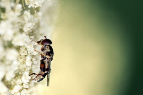 Syritta pipiens