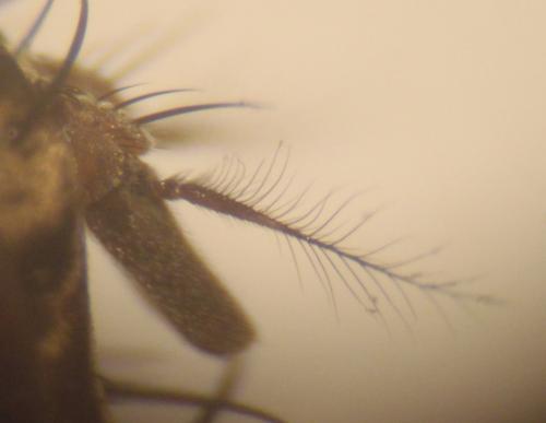 Phaonia tuguriorum