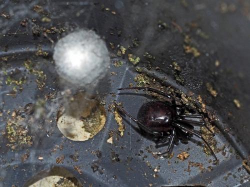 Steatoda grossa
