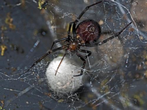 Steatoda grossa