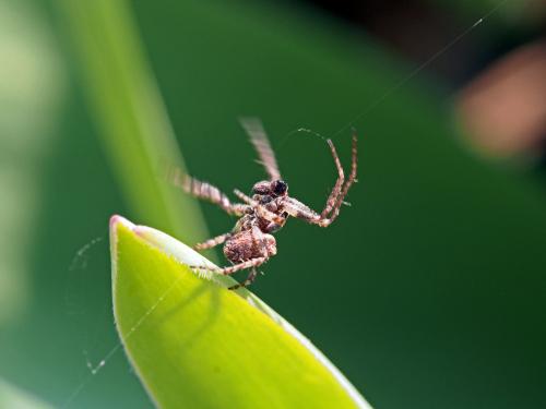 Gibbaranea bituberculata