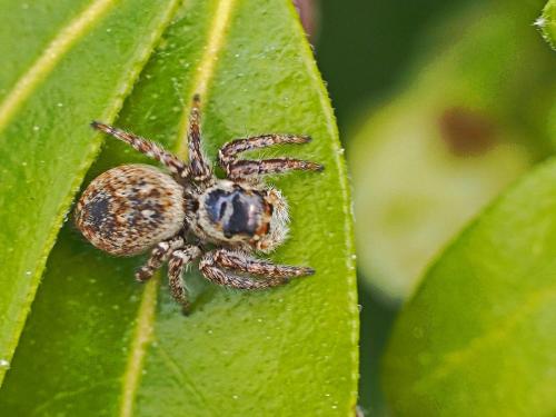 Carrhotus xanthogramma