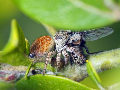 Carrhotus xanthogramma