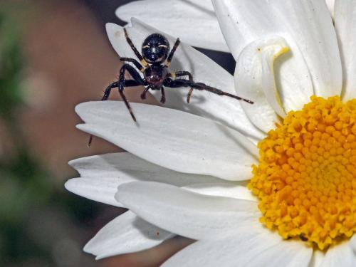 Synema globosum
