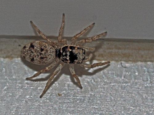 Salticus mutabilis