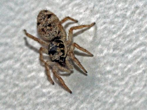 Salticus mutabilis