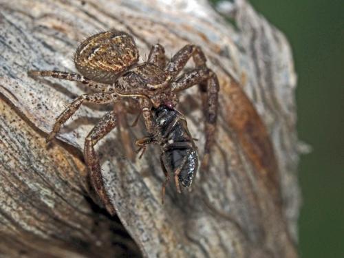 Xysticus sp.