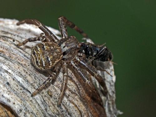 Xysticus sp.