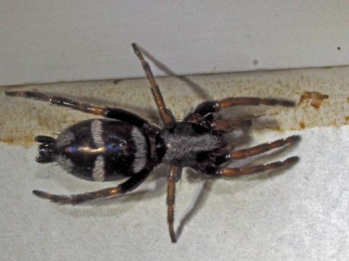 Aphantaulax sp.
