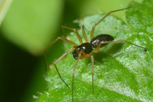 Réf. 132 264 : Tenuiphantes sp.