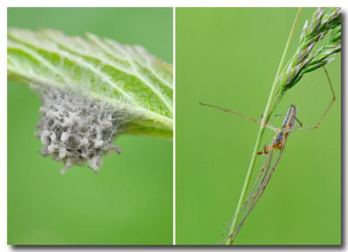 Tetragnatha sp.