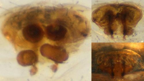 Réf. 132 552 : Hypsosinga pygmaea