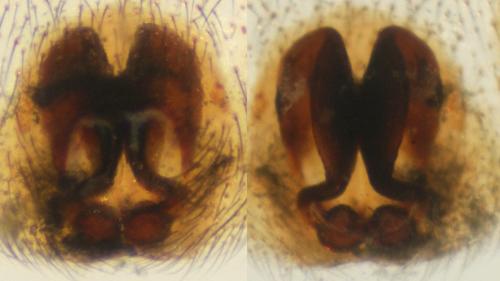 Drassyllus lutetianus