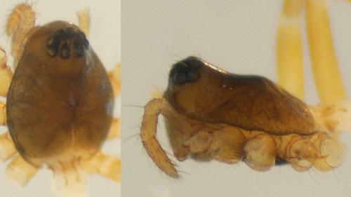 Réf. 132 660 : Metopobactrus prominulus