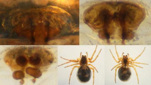 Réf. 132 987 : Hypsosinga pygmaea