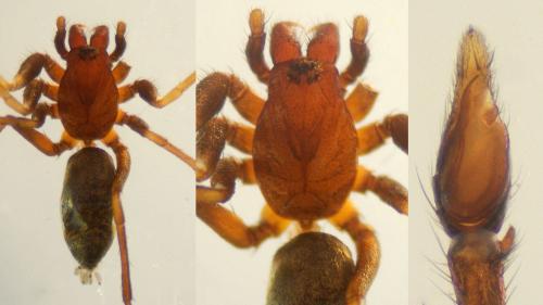 Réf. 132 988 : Micaria albovittata