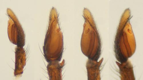 Micaria albovittata