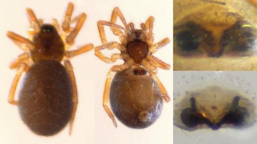Metopobactrus prominulus