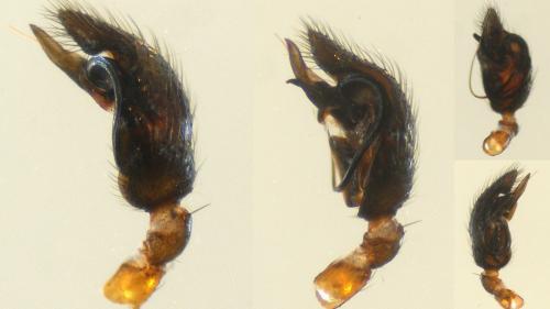 Asagena phalerata